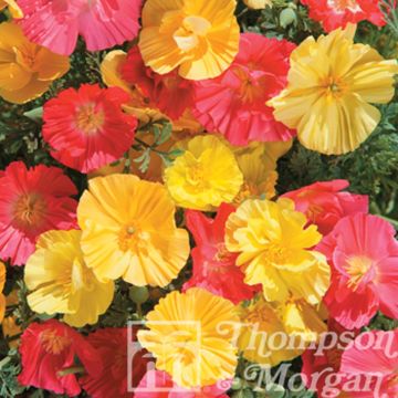 Eschscholzia californica Fruit Crush - Amapola de California