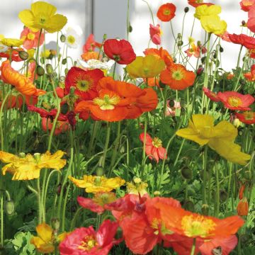 Amapola de Islandia Bulles de Champagne Mix - Papaver nudicaule