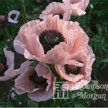 Amapola oriental Coral Reef - Papaver orientale