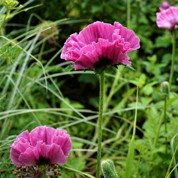 Amapola oriental Lilac Girl - Papaver orientale