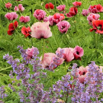 Amapola oriental Haremstraum - Papaver orientale