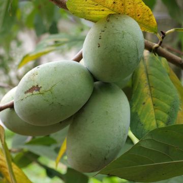 Asimina triloba Allegheny