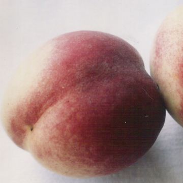 Melocotonero blanca de Vigne