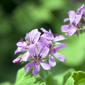 Geranio Atomic Snowflake- Pelargonium