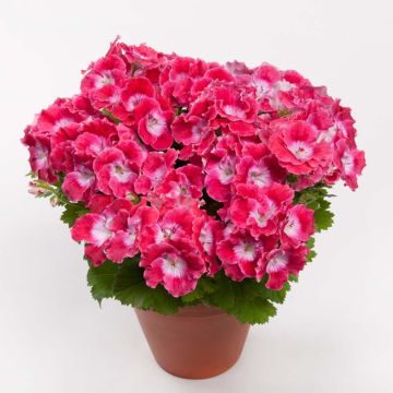 Geranio Bermuda Cherry- Pelargonium
