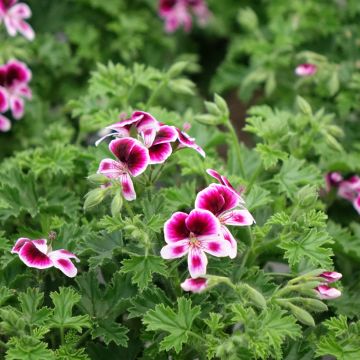 Geranio Mosquitaway Eva- Pelargonium
