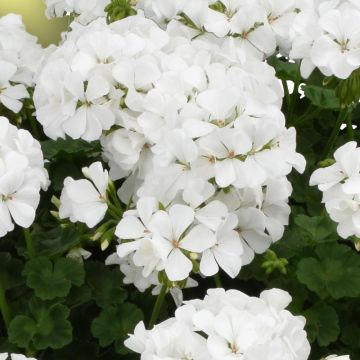 Geranio TwoinOne White - Malvón