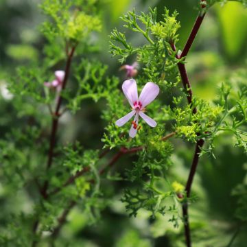 Geranio fruticosum- Pelargonium