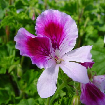 Geranio Kettlebaston- Pelargonium