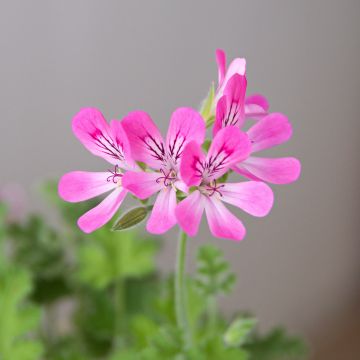 Geranio capitatum Pink Capricorn- Pelargonium