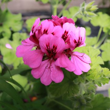Geranio Purple Unique- Pelargonium