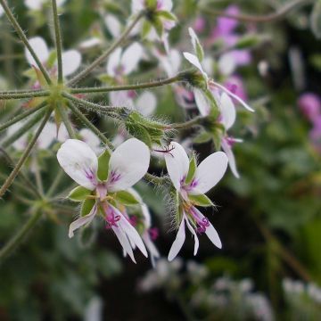 Geranio tomentosum- Pelargonium