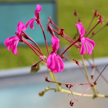 Geranio reniforme- Pelargonium