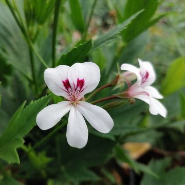 Geranio tricuspidatum- Pelargonium