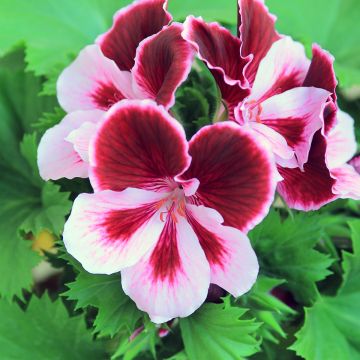 Geranio Angeleyes Burgundy- Pelargonium Geranio Angeleyes Burgundy- Pelargonium