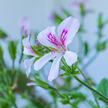 Geranio citriodorum - Geranio limón