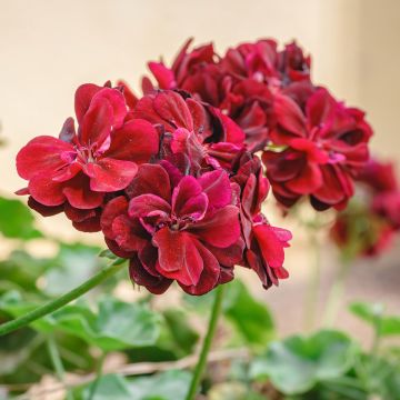 Geranio Double Royal Brillant Red - Gitanilla