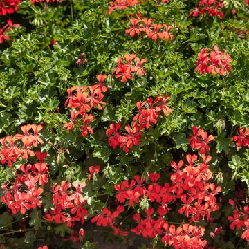 Geranio Royal Single Orange - Gitanilla