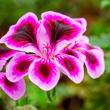 Geranio Angel Eyes Blueberry- Pelargonium Geranio Angel Eyes Blueberry- Pelargonium
