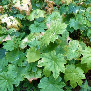 Peltoboykinia tellimoïdes Peltoboykinia tellimoïdes