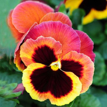 Viola F1 Carrera Autumn Berries - Violeta