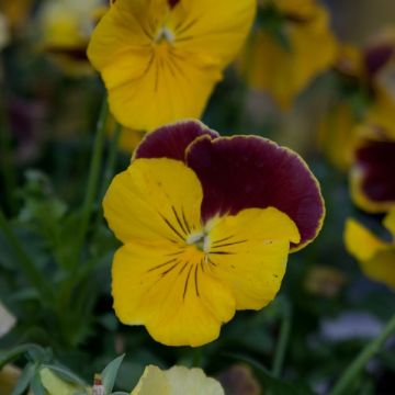 Viola Prim up Felix Mandarin - Violeta