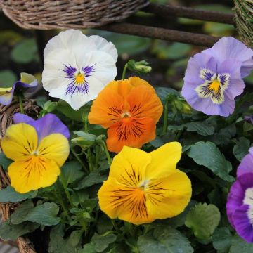 Viola F1 Félix Mix - Violeta