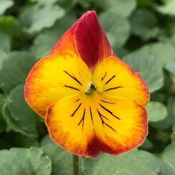 Viola Ultima Radiance F1 Red - Violeta