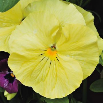 Viola F1 Raviola Pure Lemon - Violeta