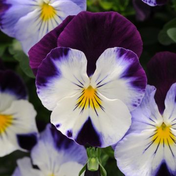Viola Cool Wave Purple Wing - Violeta