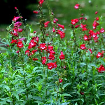 Penstemon Rubicundus