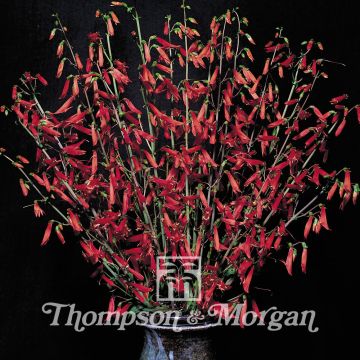 Penstemon barbatus Iron Maiden - Muicle