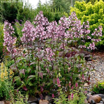 Penstemon digitalis Dakota Verde - Lengua de barba