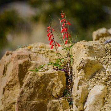 Penstemon eatonii - Campanita