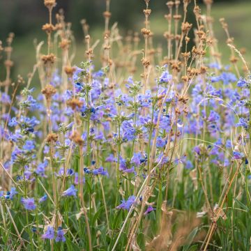 Penstemon virens - Campanita