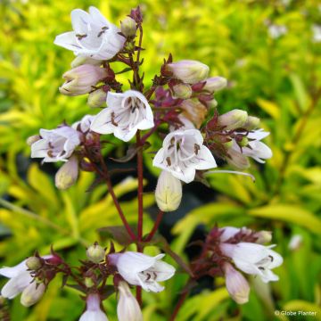Penstemon digitalis Goldfinger - Lengua de barba