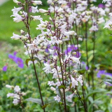 Penstemon digitalis Husker Red (semillas) - Lengua de barba