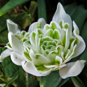 Galanthus nivalis Flore Pleno - Campanilla de invierno