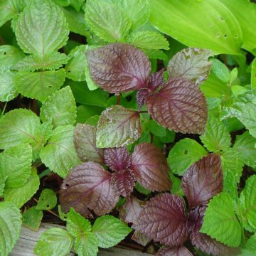 Perilla - Perilla frutescens