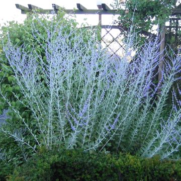 Perovskia atriplicifolia Blue Haze - Salvia rusa