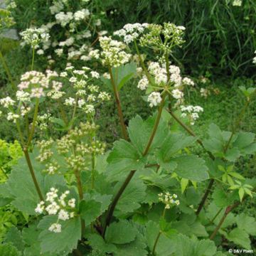 Ligusticum de Escocia - Ligusticum scothicum