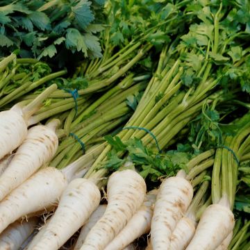 Perejil tuberoso tuberosum
