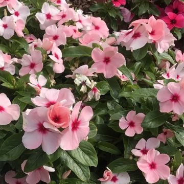 Catharanthus roseus Titan F1 Apricot - Vinca