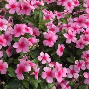 Catharanthus roseus Titan F1 Blush - Vinca