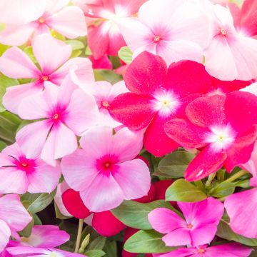 Catharanthus roseus Mediterranean Mix XP - Vinca