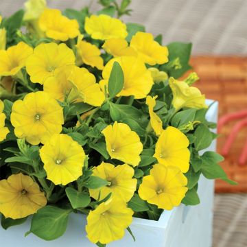 Petunia Capella Hello Yellow Petunia Capella Hello Yellow