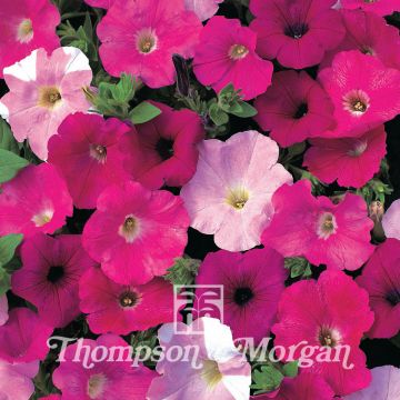 Petunia Wave Mixed