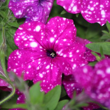 Petunia Splash Dance Fucsia Flamenco