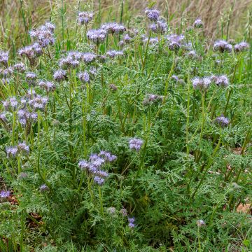Phacelia tanacetifolia Azul BIO - Facelia