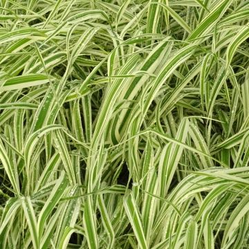 Phalaris arundinacea Picta - Alpiste cinta Phalaris arundinacea Picta - Alpiste cinta